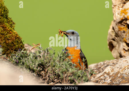 Gemeinsame Rock Thrush in ihrem Lebensraum - Monticola saxatilis Stockfoto