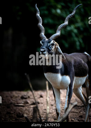 Indische männliche Schwarze Buck posiert mit dunklen Hintergrund Stockfoto