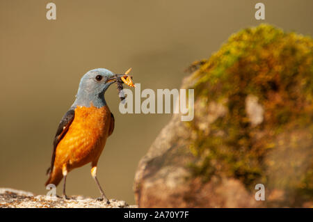 Gemeinsame Rock Thrush in ihrem Lebensraum - Monticola saxatilis Stockfoto