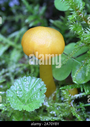 Hygrocybe chlorophana, bekannt als das goldene waxcap, wilde Pilze aus Finnland Stockfoto