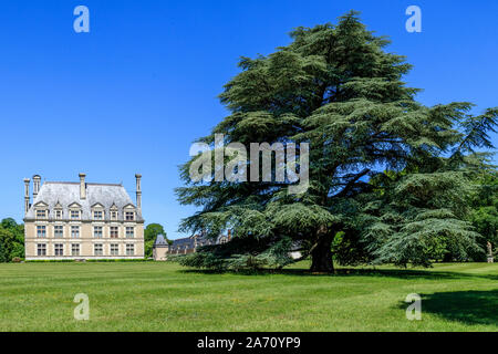 Frankreich, Maine et Loire, Loire-Tal UNESCO Weltkulturerbe, Cellettes, Chateau de Beauregard, Park und Gärten, Bicentennial Zeder (Cedrus) Stockfoto