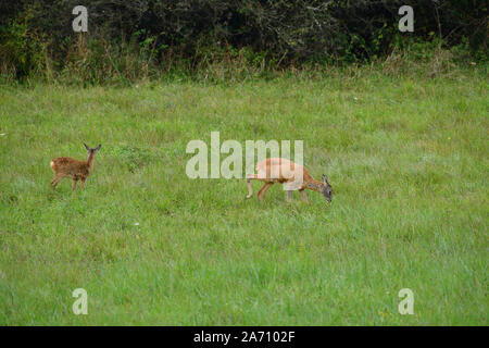 Junge doe fawn weidet auf der grünen Wiese Stockfoto