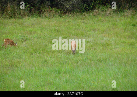 Junge doe fawn weidet auf der grünen Wiese Stockfoto