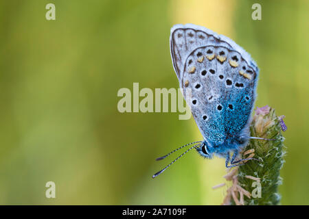 Makro im Sommer Frühling Feld auf dem Hintergrund blauen Himmel mit Sonnenschein und einem fliegenden Schmetterling, Natur Panoramablick. Sommer Naturlandschaft mit Kopie sp Stockfoto