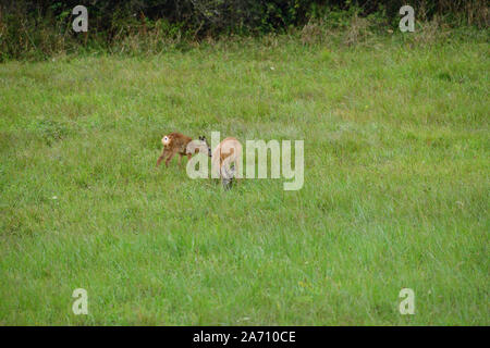 Junge doe fawn weidet auf der grünen Wiese Stockfoto