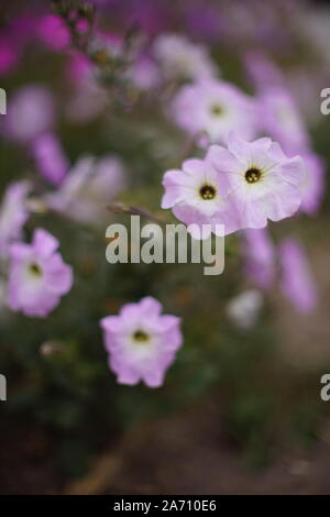 Violett Petunie Blumen wachsen im Herbst Garten Nahaufnahme. Stockfoto