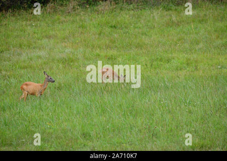 Junge doe fawn weidet auf der grünen Wiese Stockfoto