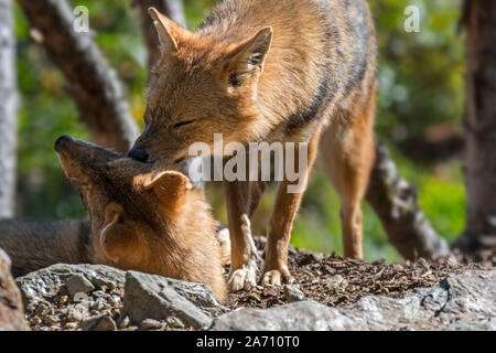 Golden Schakal (Canis aureus) männlich Gruß weiblichen Partner, Caniden native nach Südosteuropa und Asien Stockfoto