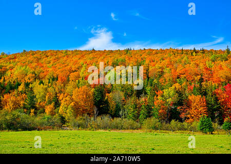 Ein Bild von einem Hartholz ridge mit Laubwald drehen die hellen roten und gelben Farben des Herbstes in einer ländlichen Gegend in der Nähe von Sussex New Brunswick, Ca Stockfoto