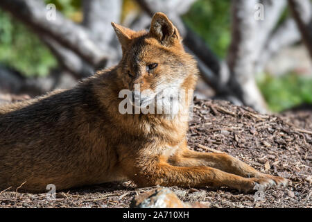 Close up Portrait von golden Schakal (Canis aureus) canid native nach Südosteuropa und Asien Stockfoto