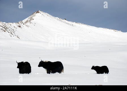 Wilde Yaks auf dem schneebedeckten Weg zum Buchha La Pass in den Daxueshan-Bergen im westlichen Sichuan in china Stockfoto