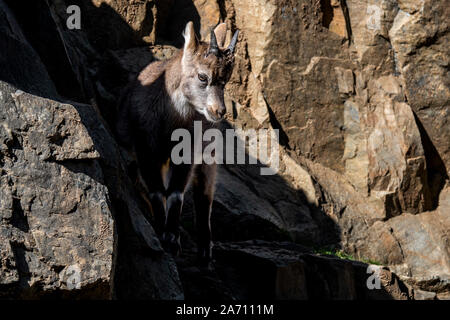 Alpensteinbock (Capra ibex) Kind/Jugendlichen mit kleinen Hörnern auf Felsvorsprung in der Felswand am Berghang im Herbst Stockfoto