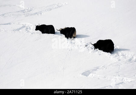 Wilde Yaks auf dem schneebedeckten Weg zum Buchha La Pass in den Daxueshan-Bergen im westlichen Sichuan in china Stockfoto