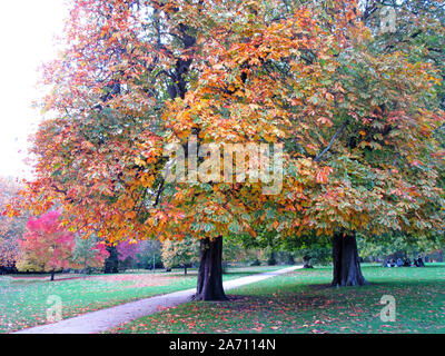 London, Großbritannien. 28 Okt, 2019. Bäume im Londoner Hyde Park geben einige echte Farben des Herbstes zu den berühmtesten offenen Raum der Hauptstadt. Credit: Keith Mayhew/SOPA Images/ZUMA Draht/Alamy leben Nachrichten Stockfoto