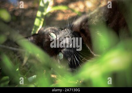 Jasper im Gras Stockfoto