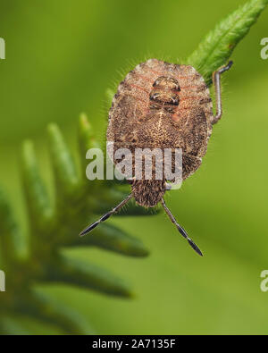 Haarige Shieldbug Nymphe (Dolycoris baccarum) Kriechen auf Farn. Tipperary, Irland Stockfoto