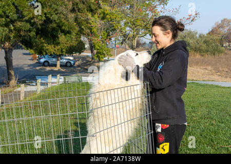 Petaluma, Kalifornien, USA. 29. Oktober 2019. Während der kincade Feuer, Julie George und 'Marlow', ein großer Hund Pyrenäen, teilen einige Zuneigung als Sie warten auf ihre Evakuierung um aufgehoben werden. Sie reisten 20 Meilen von Tomales, Petaluma, Kalifornien die randalierende Kincade Brand, eine Fläche mehr als doppelt so groß wie San Francisco verbrannt und zerstört fast 60 Wohnungen zu vermeiden. Quelle: Tim Fleming/Alamy leben Nachrichten Stockfoto