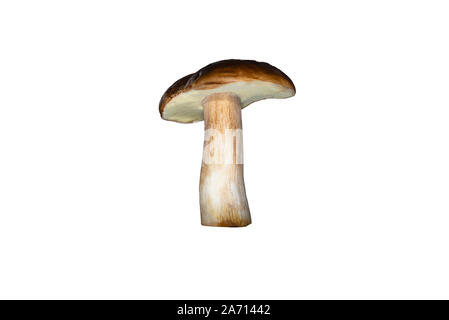 Steht ein Pilz bay bolete, auf weißem Hintergrund mit Freistellungspfad isoliert. Stockfoto