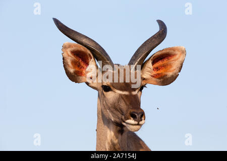 Kinder größere Kudu (Tragelaphus strepsiceros) männliche Portrait, karongwe Game Reserve, Limpopo, Südafrika Stockfoto