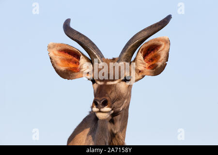 Kinder größere Kudu (Tragelaphus strepsiceros) männliche Portrait, karongwe Game Reserve, Limpopo, Südafrika Stockfoto