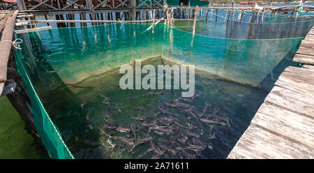 Stör Fisch auf dem Bauernhof im Wasser Stockfoto