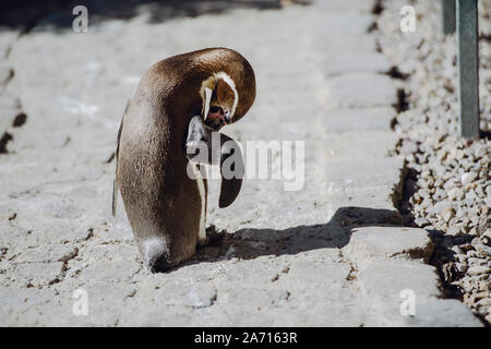 Der Pinguin steht und gerade aussieht. Copyspace Stockfoto