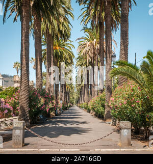 Sidewalk Gehweg unter Palmen - Palm Tree Gasse weg - Stockfoto