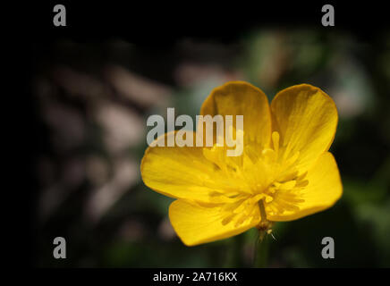 Eine einzelne helle gelbe Butterblume Blume gegen eine natürliche Dunkle unscharfen Hintergrund, mit kopieren. Ranunculus acris. Stockfoto