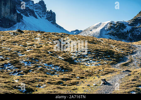 Berge in der Nähe von Kalkkoegel Seejoechl in den österreichischen Alpen in der Nähe von Kemater Alm mit einem Hund wartet auf dem Weg Stockfoto