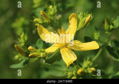 Schließen Sie herauf Bild der gelben Blüten von Hypericum perforatum, Johanniskraut. Draußen in der Natur. Stockfoto