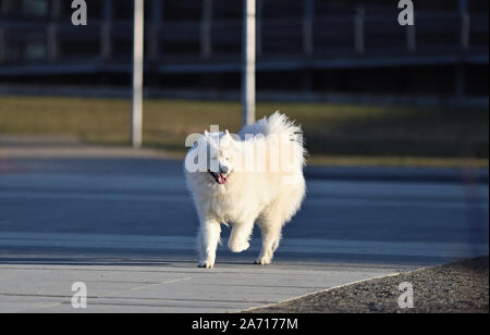 Hund, Bulldog Stockfoto