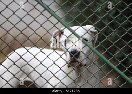 Hund im Käfig, der Hund hinter dem Netz Stockfoto