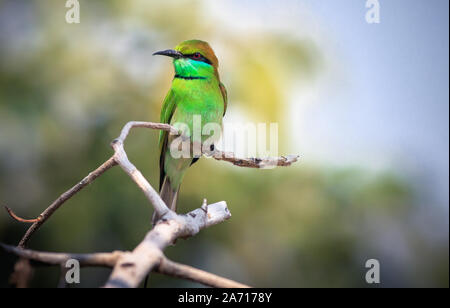 Green Bee Eater in der Wildnis mit dramatischen Licht Stockfoto