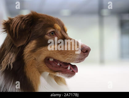Porträt des Hundes Stockfoto