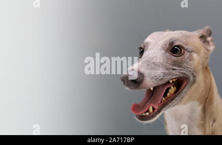Portrait von Hund, Hund Foto mit Platz für Text Stockfoto