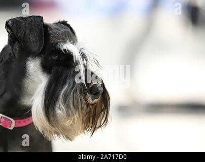 Porträt einer wunderschönen reinrassigen Hund, unscharfen Hintergrund, Schnauzer Stockfoto