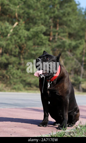 Hund sitzt auf dem Bürgersteig, Stockfoto