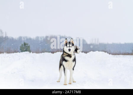 Schöner Husky mit verschiedenen Augen steht stolz im Schnee Stockfoto