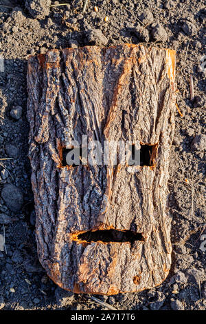 Maske des skandinavischen gottes aus Rinde geschnitzt Stockfoto