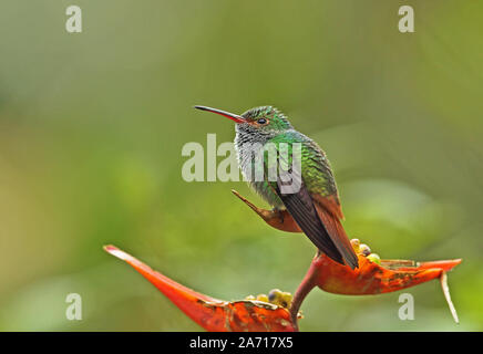 Rufous-Kolibri (Amazila tzacatl) Erwachsenen auf Blume Torti, Panama April thront tailed Stockfoto