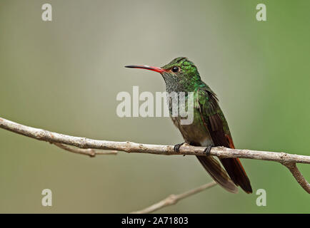 Rufous-Kolibri (Amazila tzacatl) Erwachsenen auf dem Zweig Torti, Panama April thront tailed Stockfoto