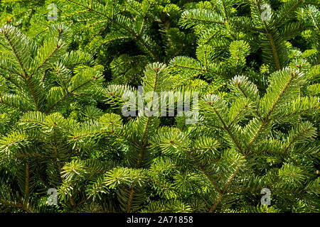 Full Frame Bild von tannenzweigen Stockfoto