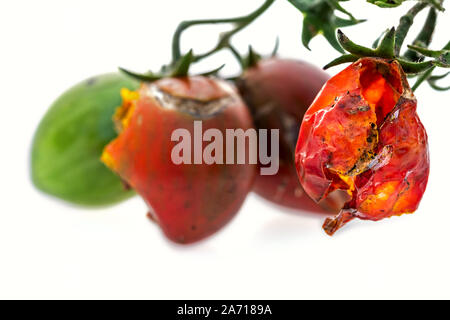 Eine verfaulte Tomate im Fokus auf der rechten Seite, drei Unscharf im Hintergrund, alle auf Weiß isoliert Stockfoto