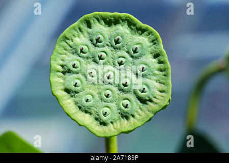 Exotische runde Samen stand eines Lotus auf verschwommenen Hintergrund isoliert Stockfoto