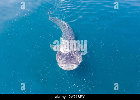 Ein Walhai, der Firma IPCON Typus, langsam schwimmt in der Nähe der Oberfläche Fütterung auf Krill in Indonesien. Dies ist die größte bekannte extant Fischarten auf der Erde. Stockfoto