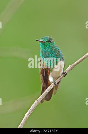 Snowy-bellied Kolibri (Amazilia Edward) Erwachsenen auf dem Zweig Torti, Panama April gehockt Stockfoto