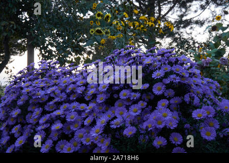 Blühende europäischen Michaelmas Daisy Aster amellus in München Stockfoto