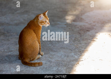 Ingwer Katze schaut auf die Seite Stockfoto