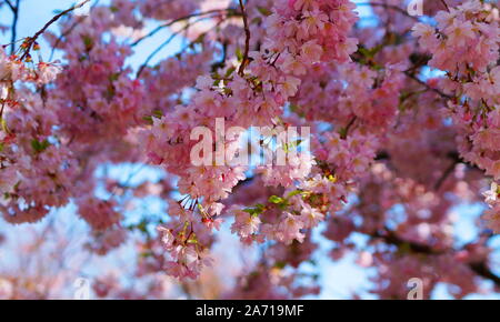 Schönen Kirschbaum mit rosa Blüten Stockfoto