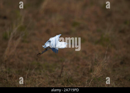 Seidenreiher, Egretta garzetta Flug dauert. Stockfoto